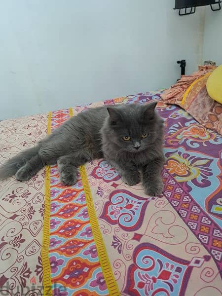 female cat for sale cat is very friendly 3