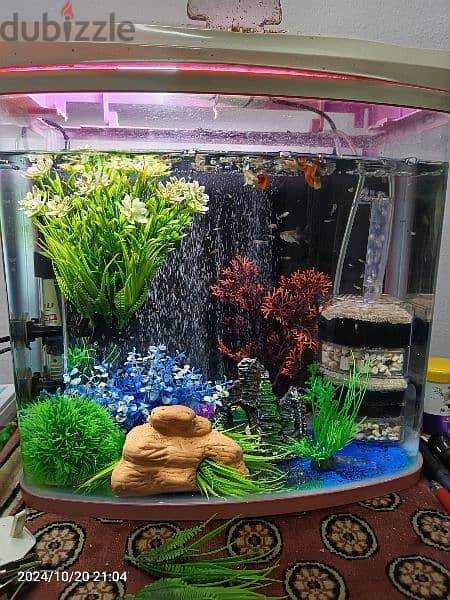 aquarium with full accessories and fishes. 20 omr. 2