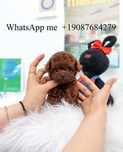 Girl PooDle for sale. WhatsApp me ‪ +19087684279‬ 0