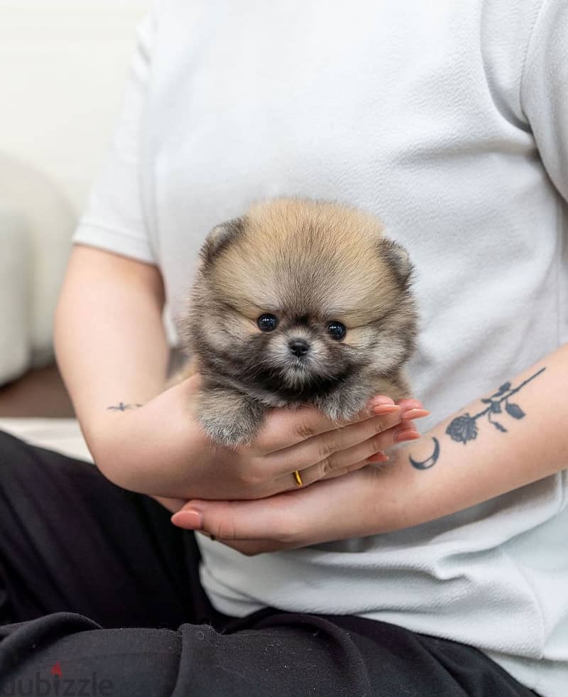 CKC Pomeranian Puppies For Sale 1