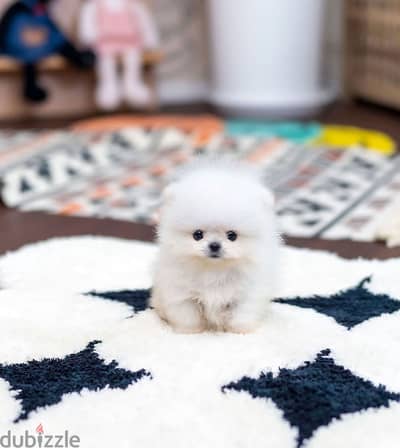 Super Cute Pomeranian Puppies For sale.