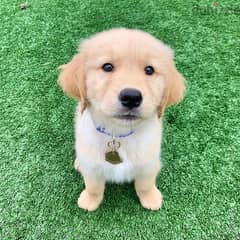 Trained Golden Retriever for sale 0