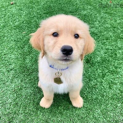 Trained Golden Retriever for sale