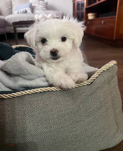 Maltese for sale. WhatsApp me ‪ +19087684279‬