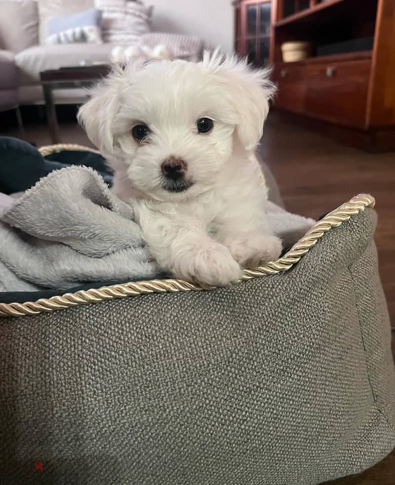 Maltese for sale. WhatsApp me ‪ +19087684279‬ 0