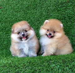 Pomeranian for sale 0