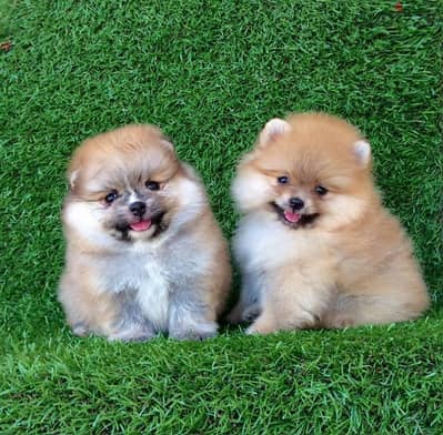 Pomeranian for sale