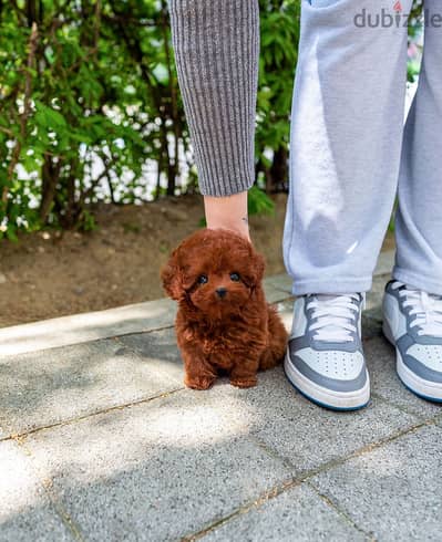 Toilet Trained Poodle  for sale