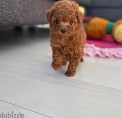 Mini Poodle for sale . WhatsApp me +14847189164‬ 0