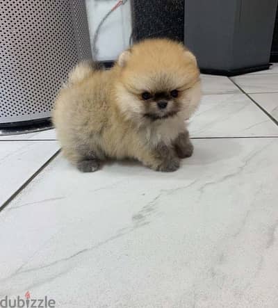 Super Mini Pomeranian for sale