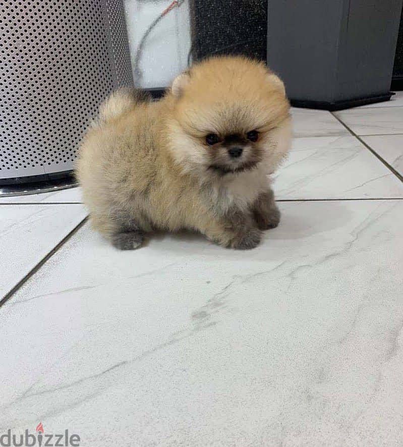 Super Mini Pomeranian for sale 0