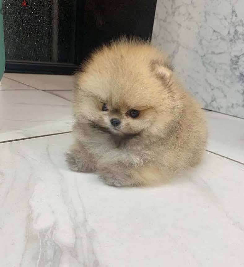 Super Mini Pomeranian for sale 1