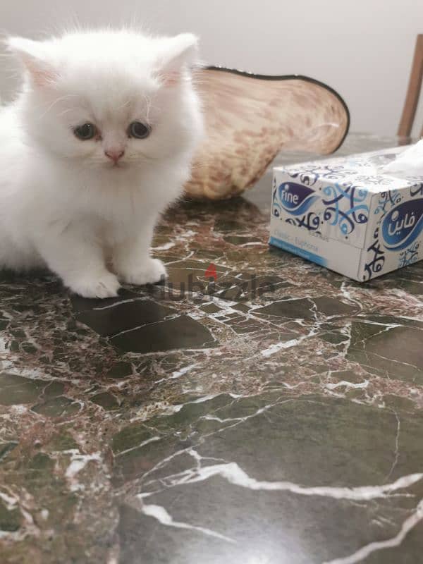 45 days old white  blue eyes male kitten for sell 0