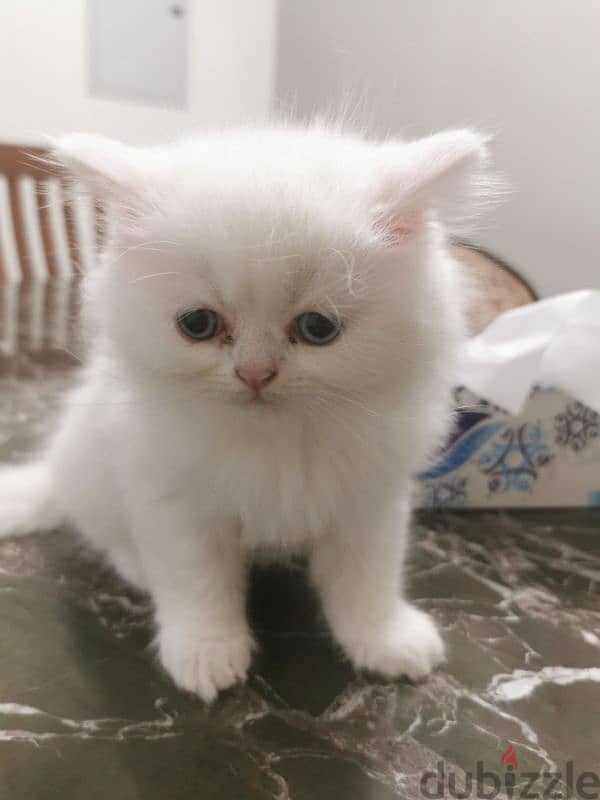 45 days old white  blue eyes male kitten for sell 2