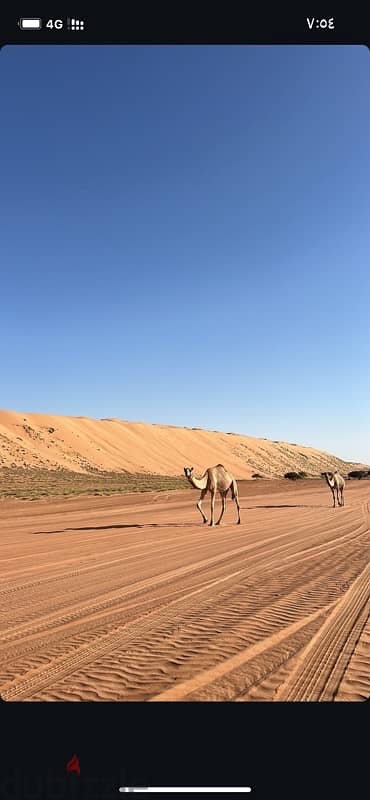 عزبة ليالي الشتاء 0