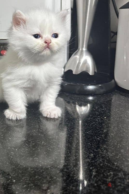 45 days old white  blue eyes male kitten for sell 1