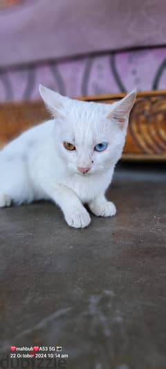 White beauty and clean 2 eyes 2 colour (young ladies) 15 riyal 0