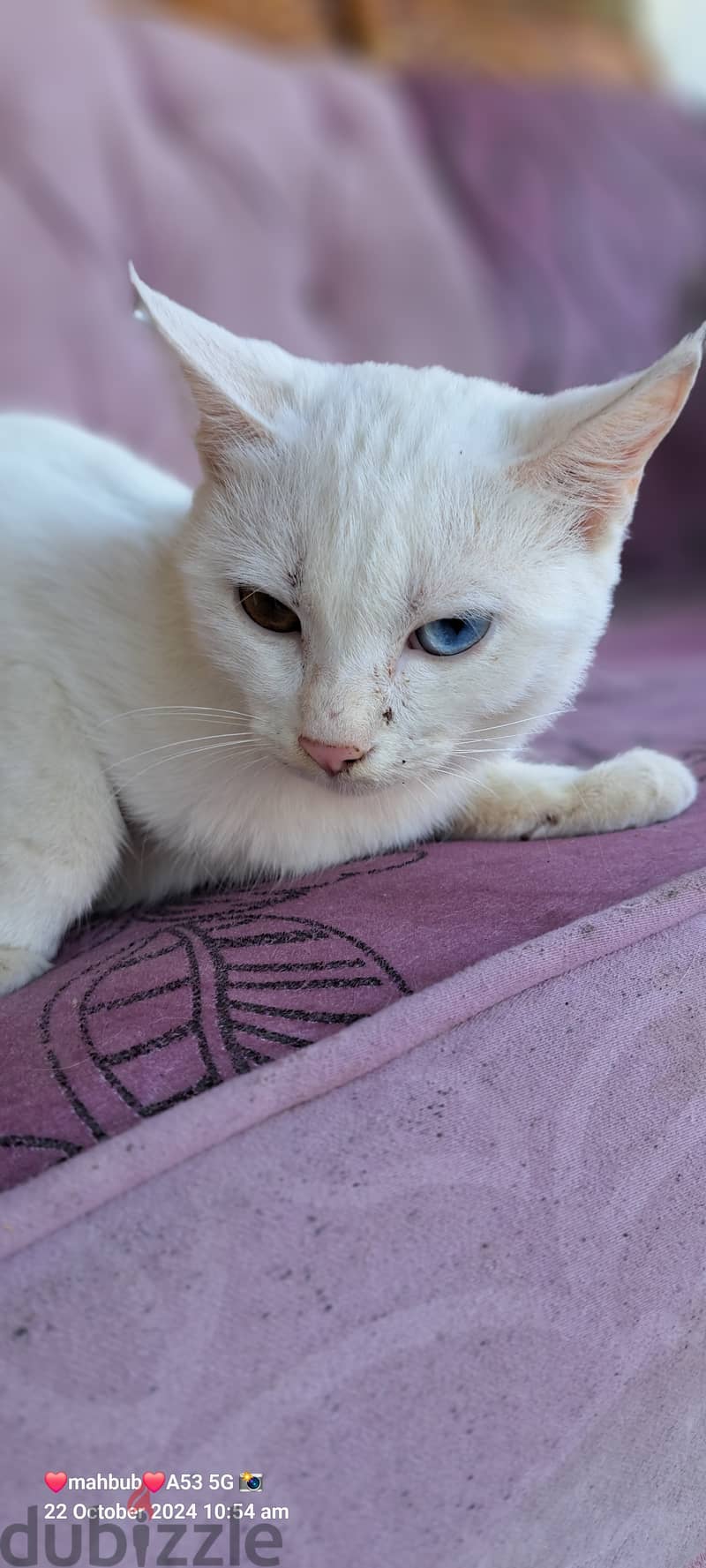 White beauty and clean 2 eyes 2 colour (young ladies) 15 riyal 6