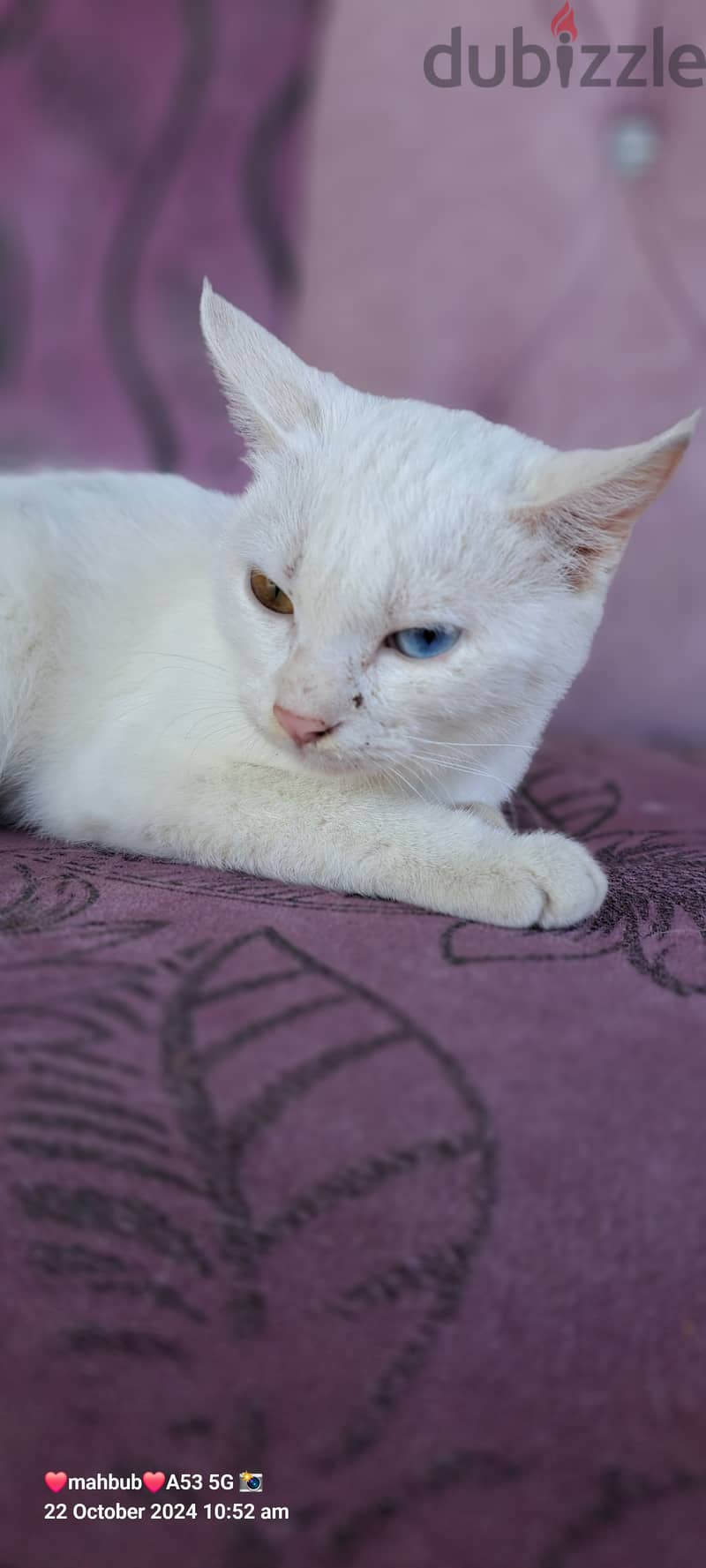 White beauty and clean 2 eyes 2 colour (young ladies) 15 riyal 10