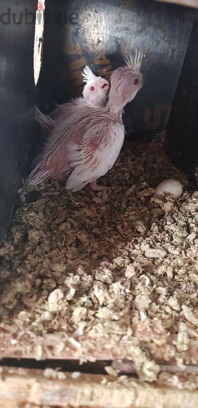 Albino Red eyes chick 1