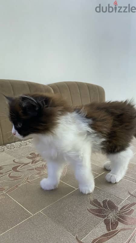 turkish kitten for sale 1