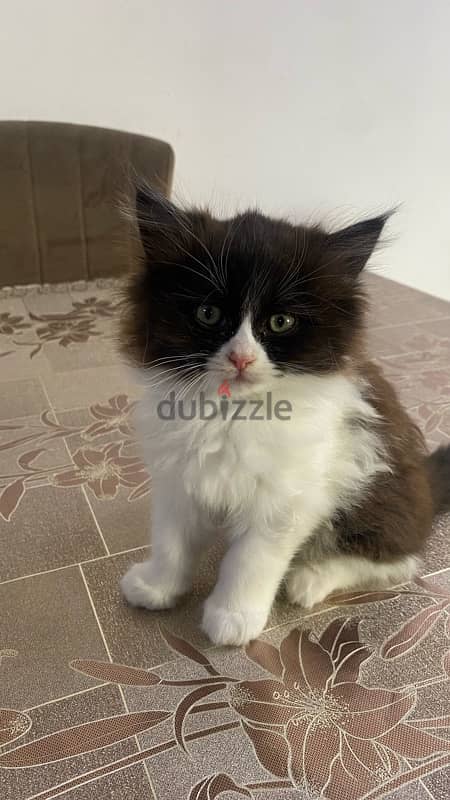 turkish kitten for sale 2