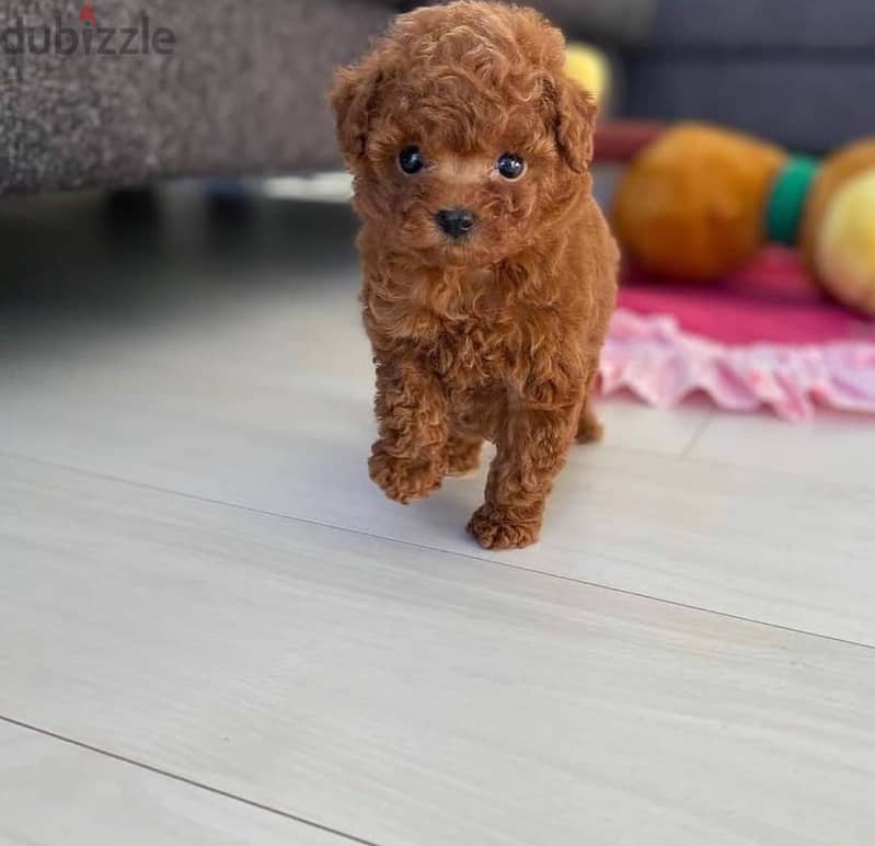 Purebred Poodle for sale 0