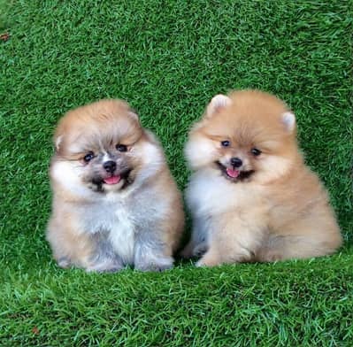 Male & Female Pomeranian for sale