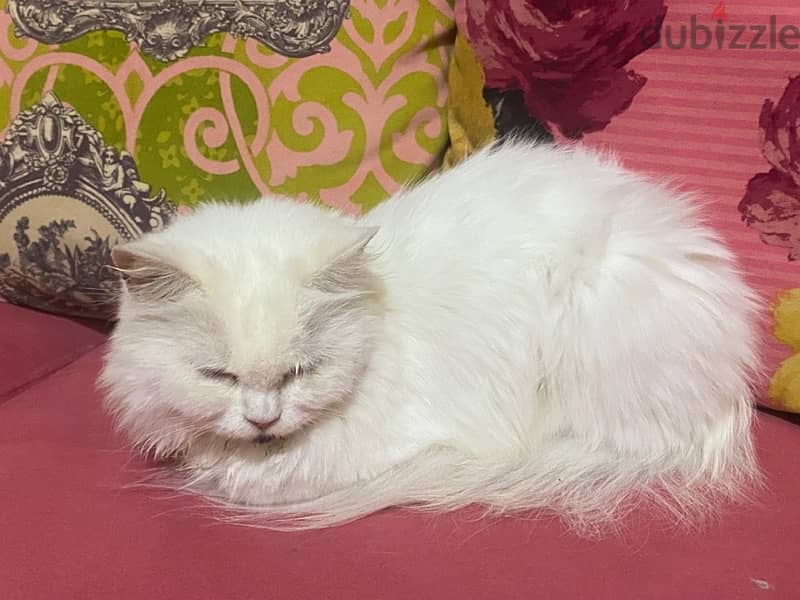 Persian cat 1