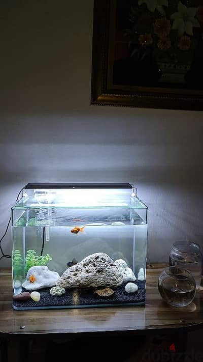 Fish tank full setup