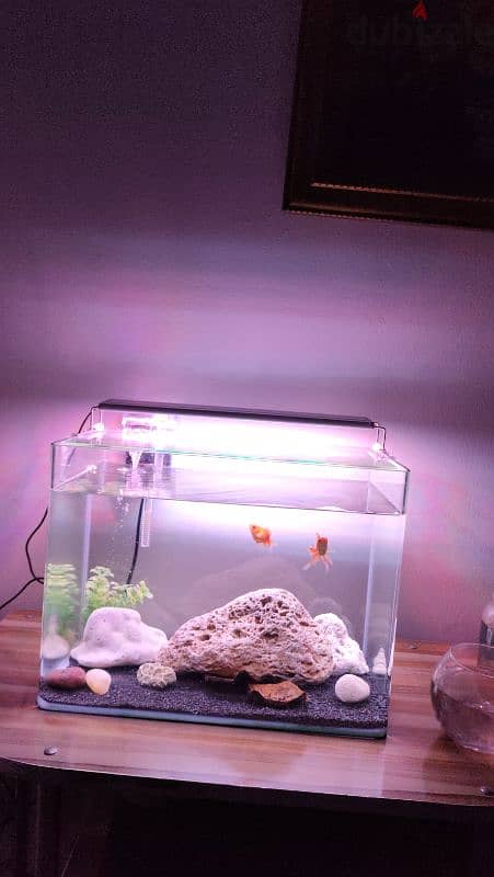 Fish tank full setup 2