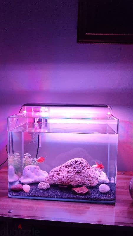 Fish tank full setup 3