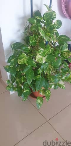 money plant 0