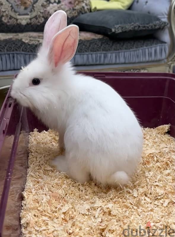 white rabbit for sale 0