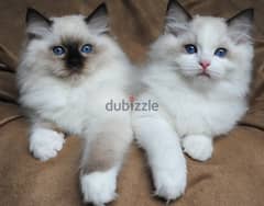 Whatsapp Me +966588993320 Ragdoll Kittens 0