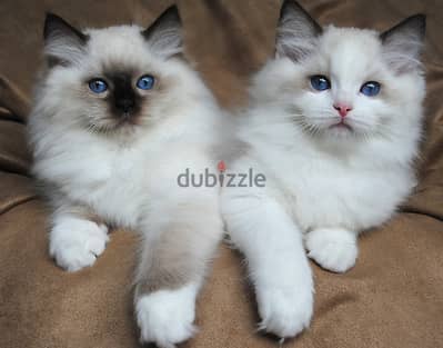 Whatsapp Me +966588993320 Ragdoll Kittens