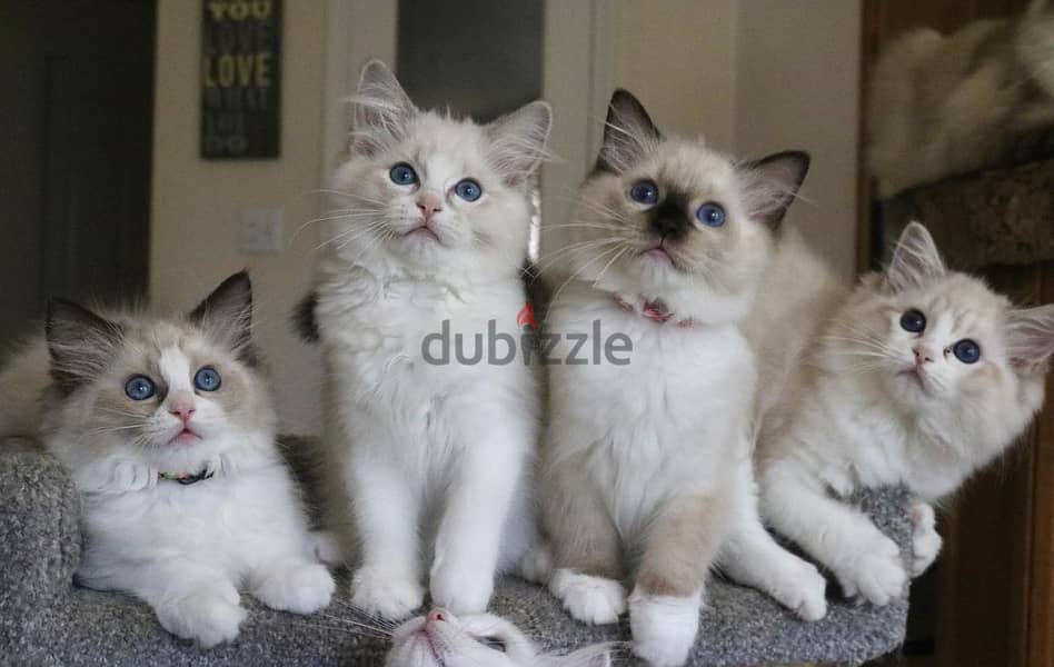 Whatsapp Me +966588993320 Ragdoll Kittens 1