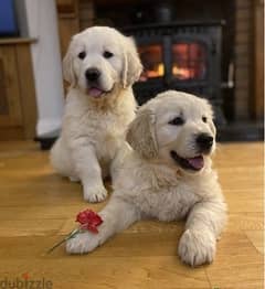 Whatsapp Me +972555074990 Golden Retriever Puppies 0