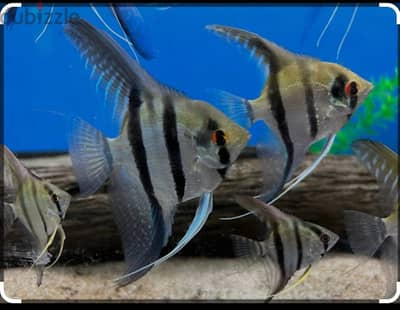 angel fish