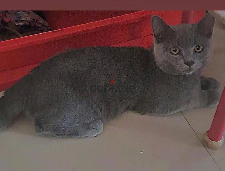 للبيع ذكر سكوتش وذكر شيرازي For sale, male Scottish and male Persian 0