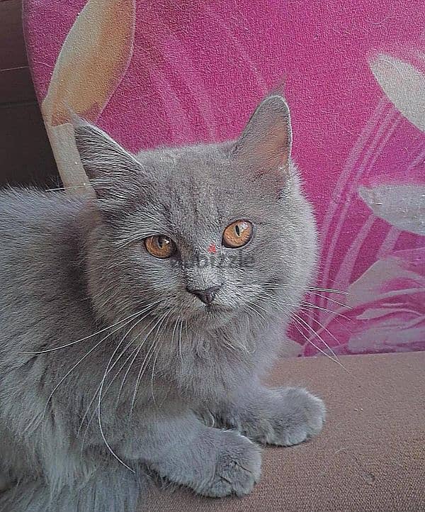 للبيع ذكر سكوتش وذكر شيرازي For sale, male Scottish and male Persian 1