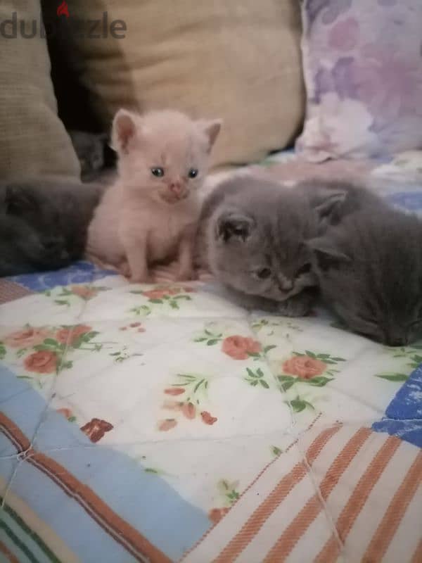 kittens for sale 1