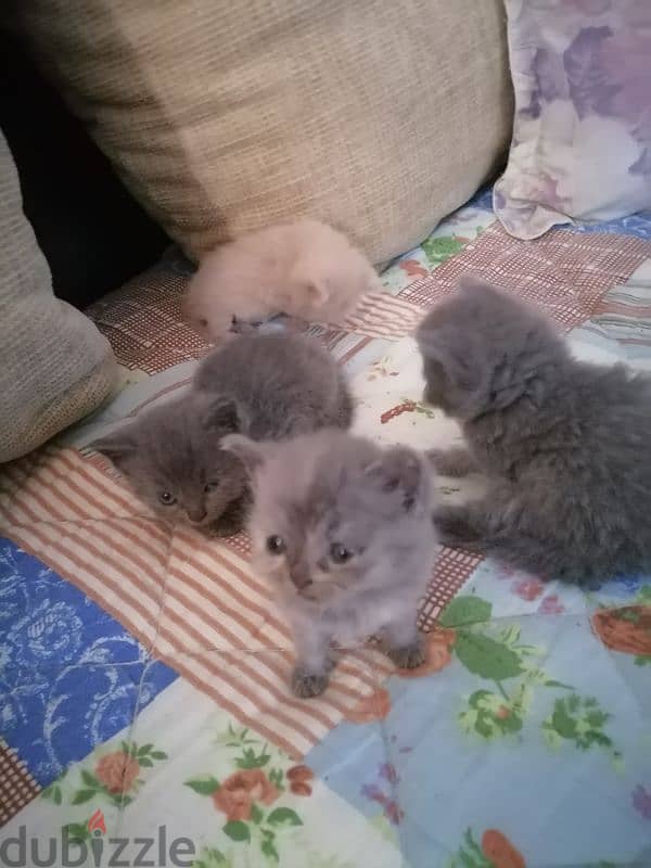 kittens for sale 2