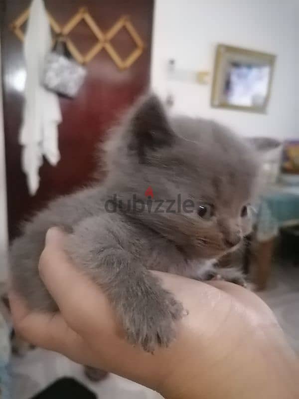 kittens for sale 3