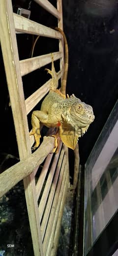 iguana female اغوانة أنثى 0