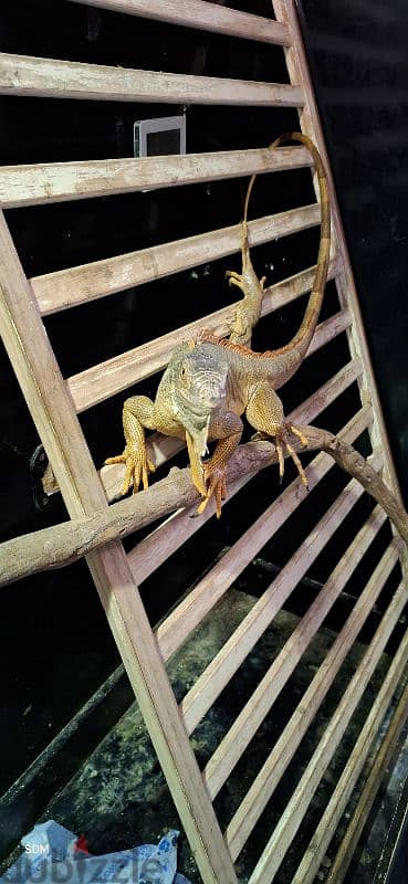 iguana female اغوانة أنثى 1