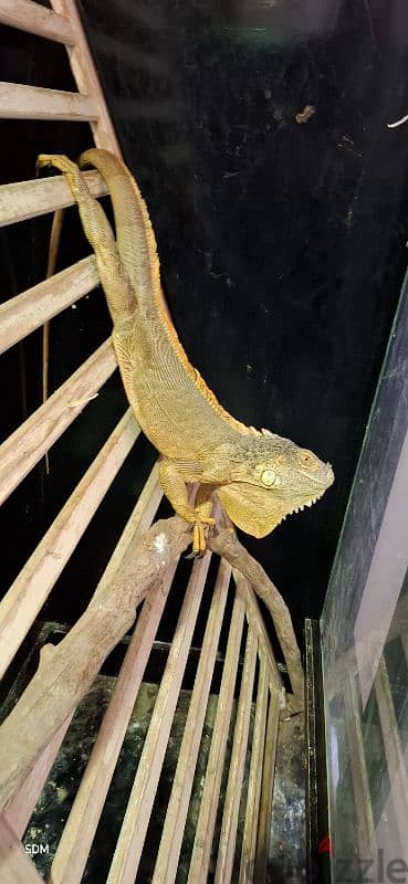 iguana female اغوانة أنثى 2