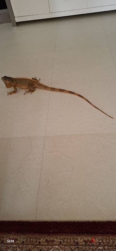 iguana female اغوانة أنثى 3