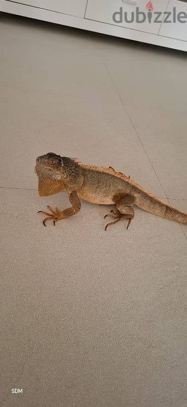 iguana female اغوانة أنثى 6