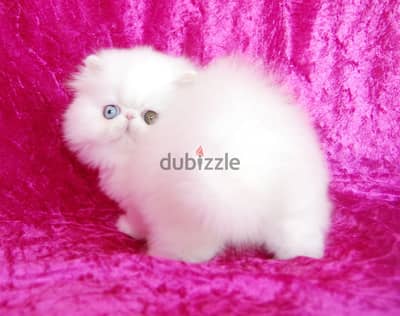 Teacup Persian Kitten